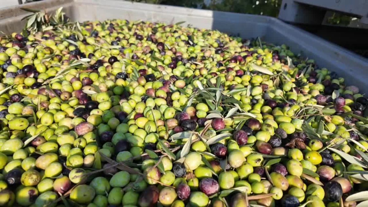 Manisa'da zeytin hasadı başladı: Rekolte düşüşü zeytinyağı fiyatlarını etkiliyor