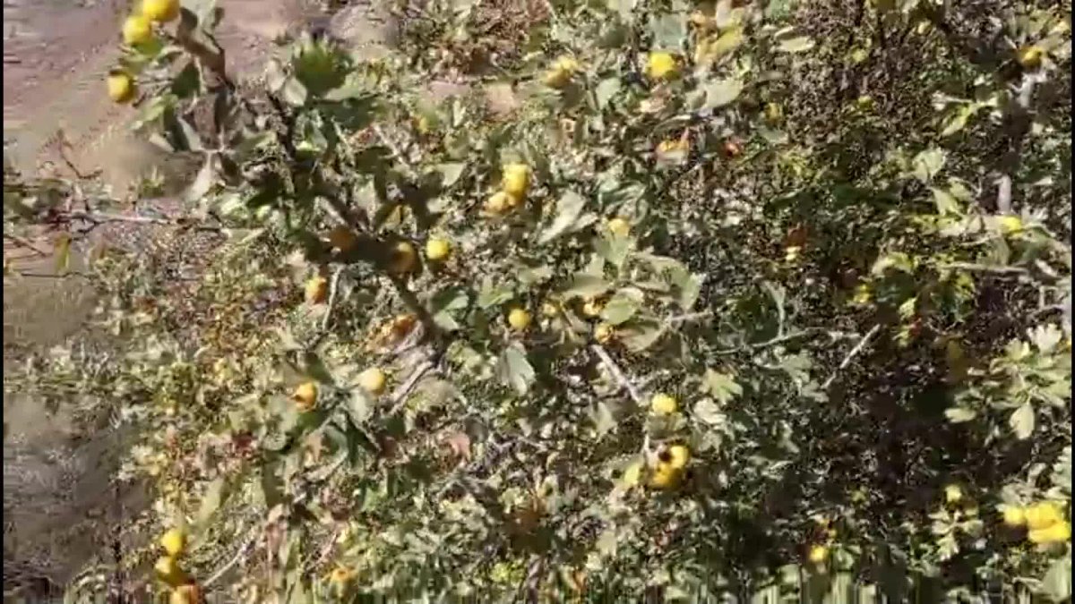 Hekimhan'da alıç sirkesi üretimi, sağlığı artırırken köylüyü de sevindiriyor