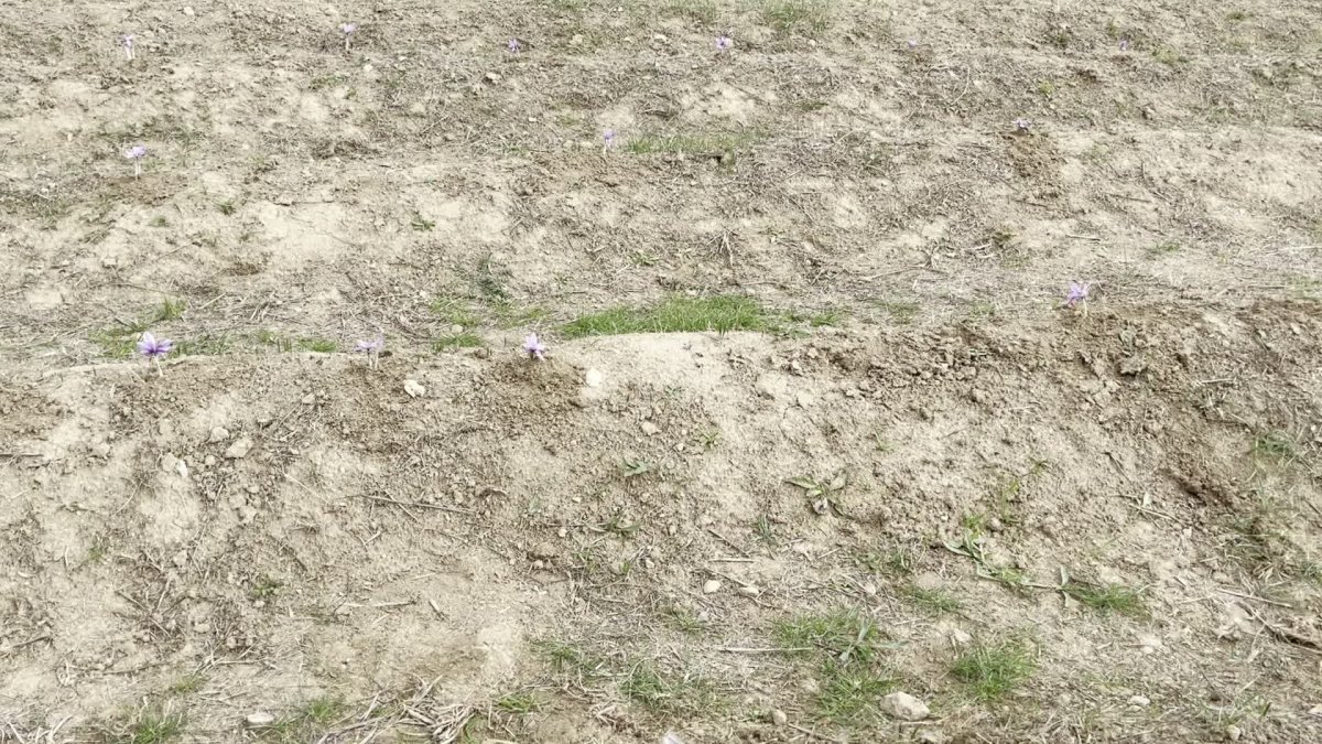 Safran Festivali'nde gastronomi ve kültür buluştu