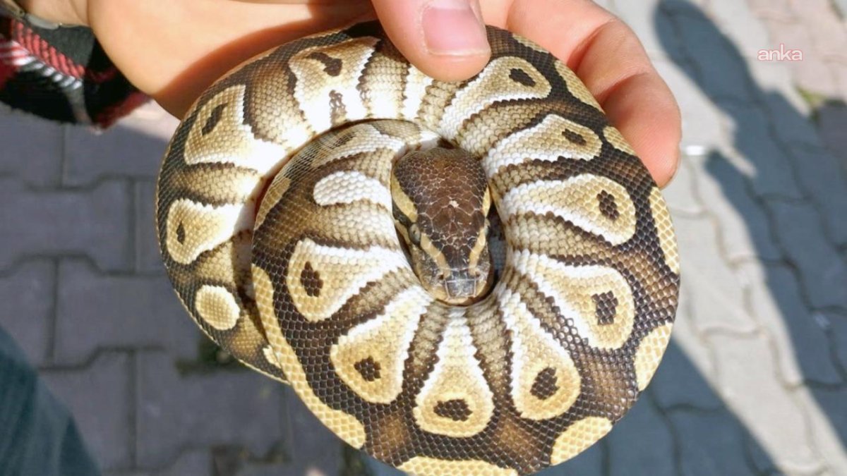 Cebinden yavru piton çıkan kişi ceza aldı