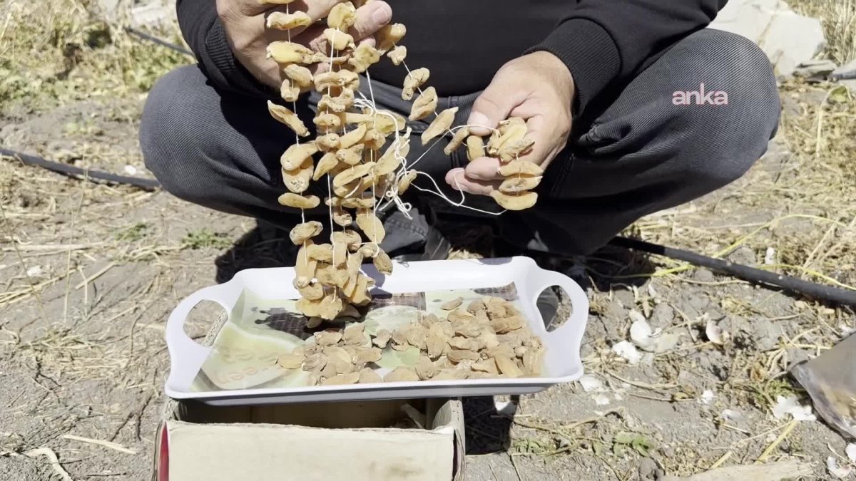 Hakkari'de safran ve salep için umut doğuyor