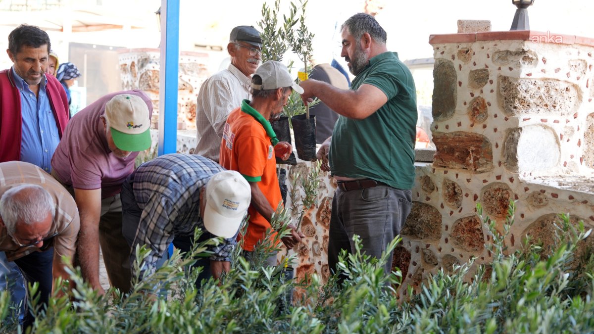 Alanya'da yangın mağdurlarına zeytin fidanı desteği