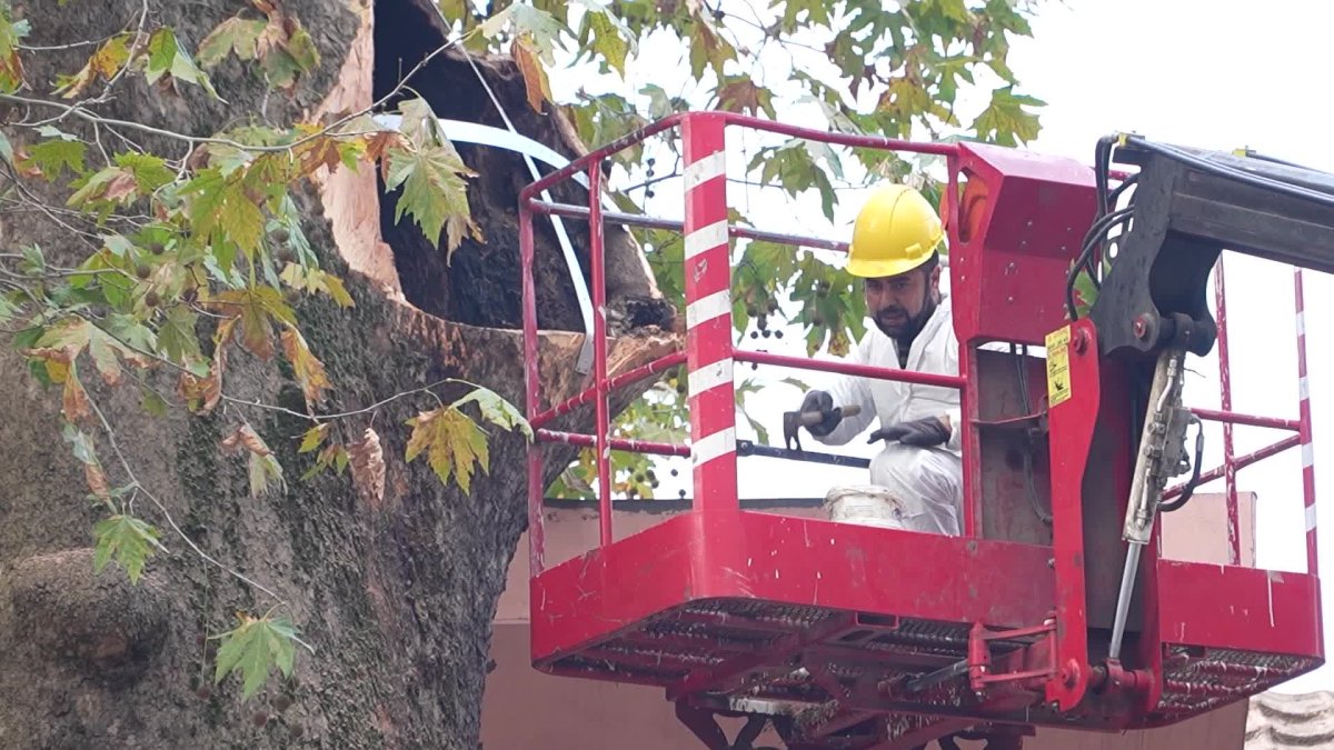 346 yıllık çınar ağaçları geleceğe taşınıyor