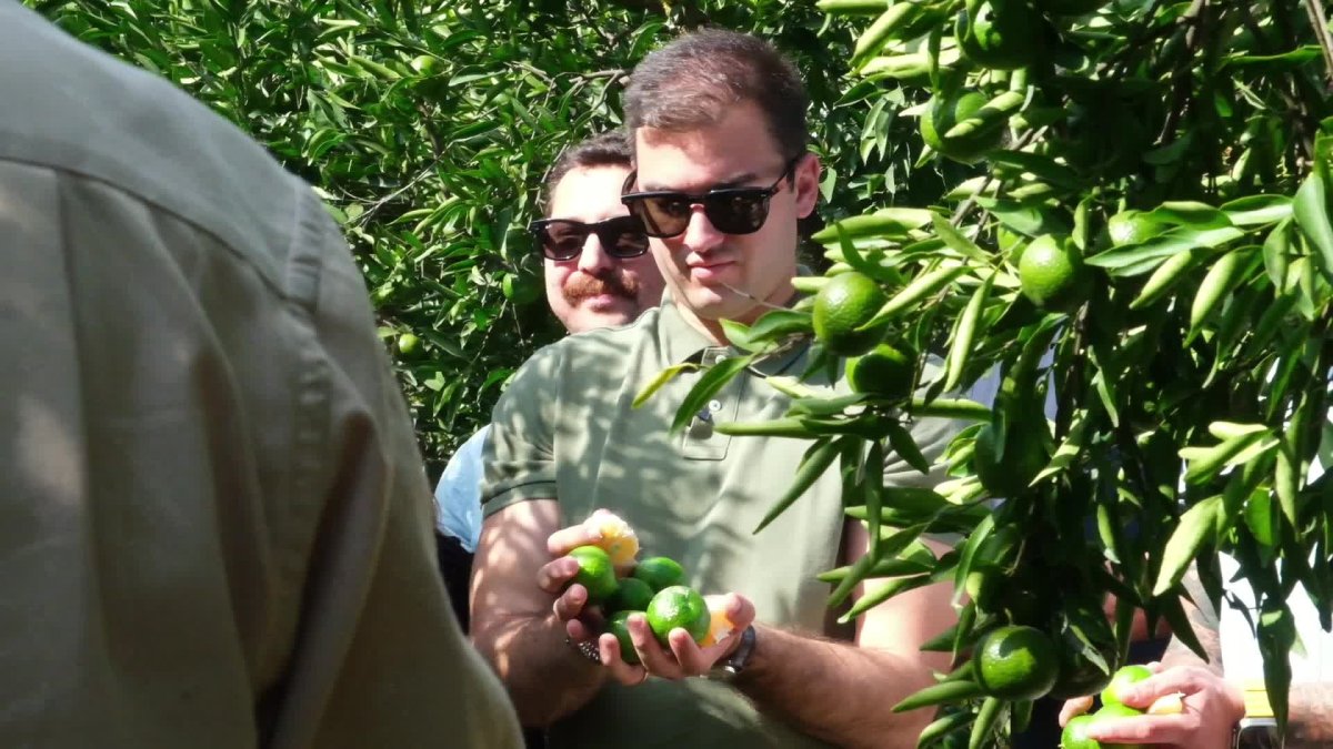 Bodrum'dan 55 ton yeşil mandalina alındı, üreticilere büyük destek