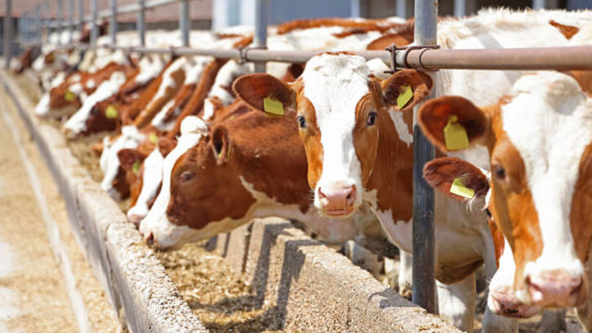 Şap krizi hayvancılığı vurdu!