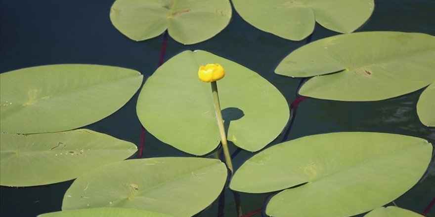 Bolu'daki göllerde yetişen nilüferleri koparana yüksek para cezası