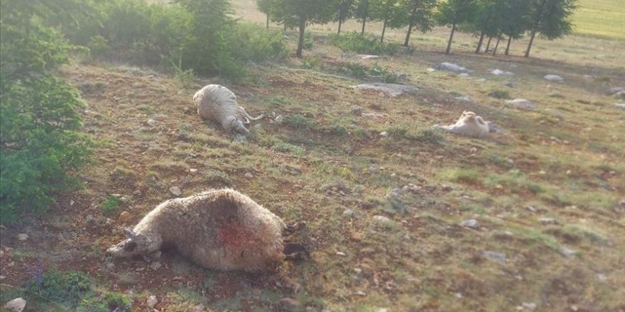 Burdur'da yıldırım isabet eden 13 koyun telef oldu