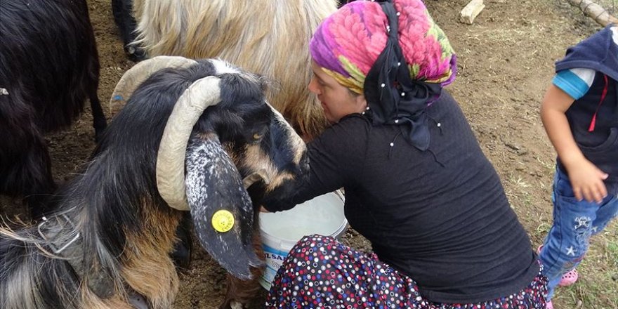 Yörük kadınların zorlu yayla mesaisi sürüyor