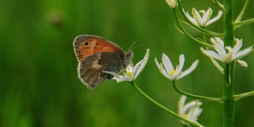 Ovacık 'küçük zıp zıp perisi' kelebeklerle şenlendi