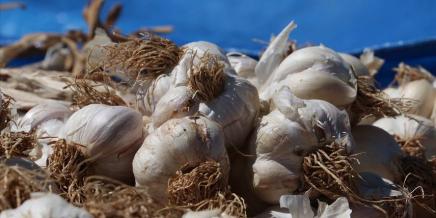 Kastamonu'da sarımsak üreticileri güneşe hasret