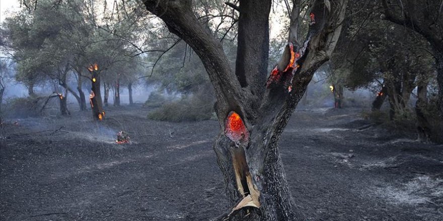 Tarihi Gelibolu Yarımadası'ndaki orman yangını kontrol altına alındı