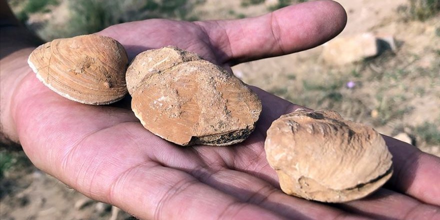 Iğdır'da şimdi de midye fosiline rastlandı