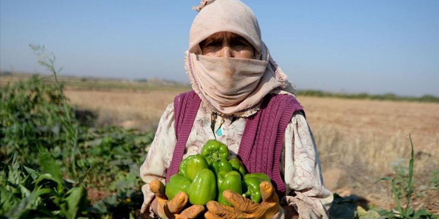 Kilisli çiftçilerin 'acı' hasadı başladı