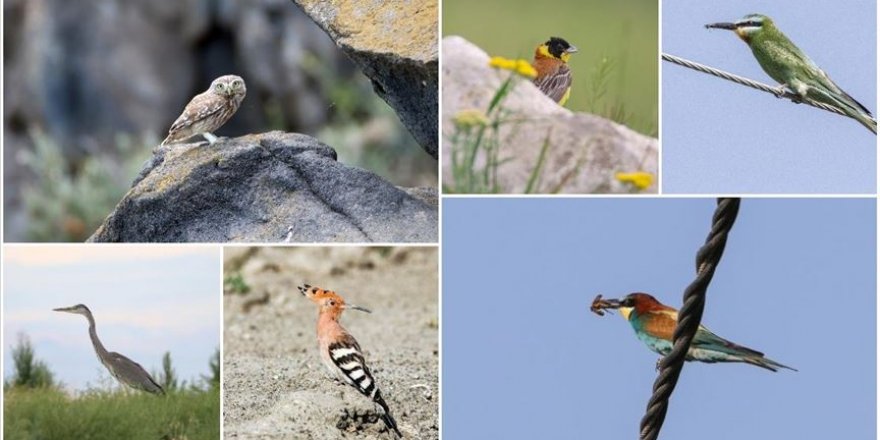 Doğu'nun 'kuş cenneti': Iğdır