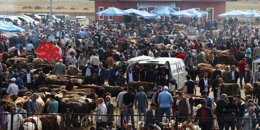 Büyükşehirlere kurbanlık sevkiyatı hız kazandı