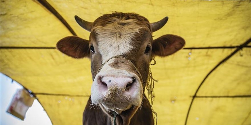 Online kurbanlık talebi iki kat arttı