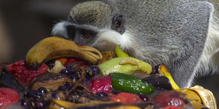 Sıcak ve nemden bunalan hayvanlara buzlu meyve kokteyli