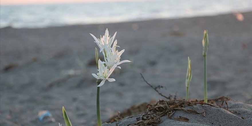 Adana sahillerinin 'süsü' kum zambakları