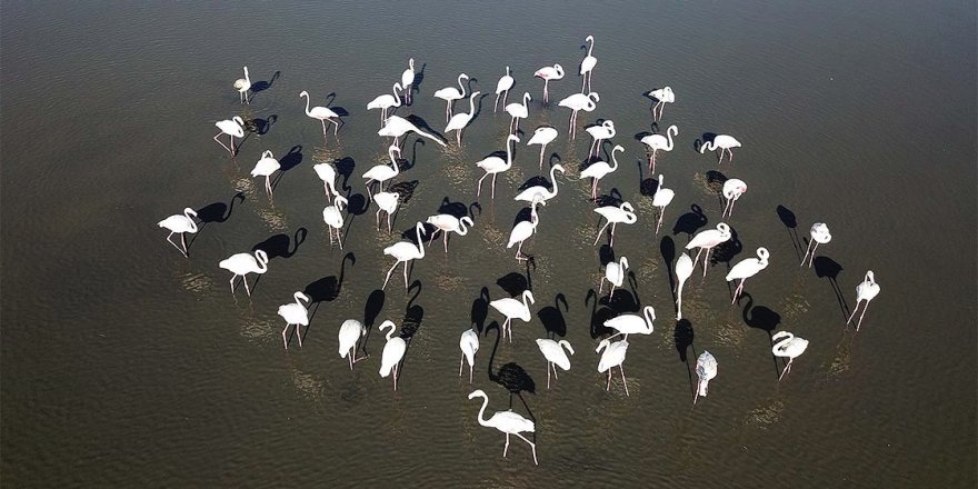 Flamingolar Van Gölü sahillerine renk katıyor