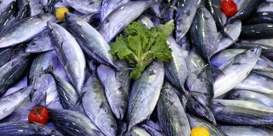 Denizlerde palamudun bol olması bekleniyor