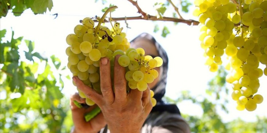 Sofralık üzüm hasadına başlandı