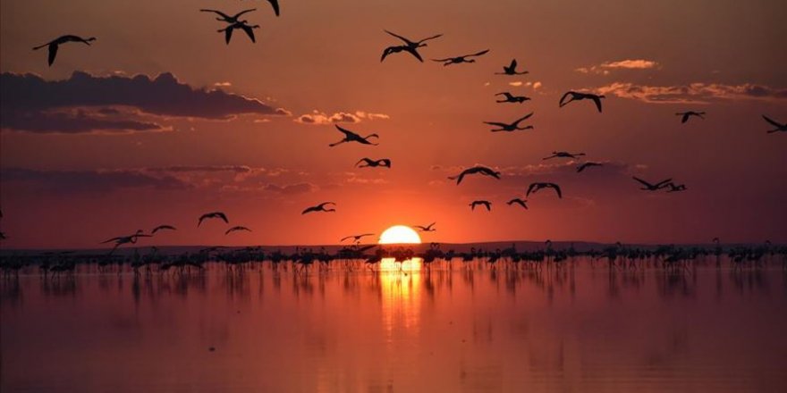 Tuz Gölü'ndeki misafir flamingoların göçü başladı