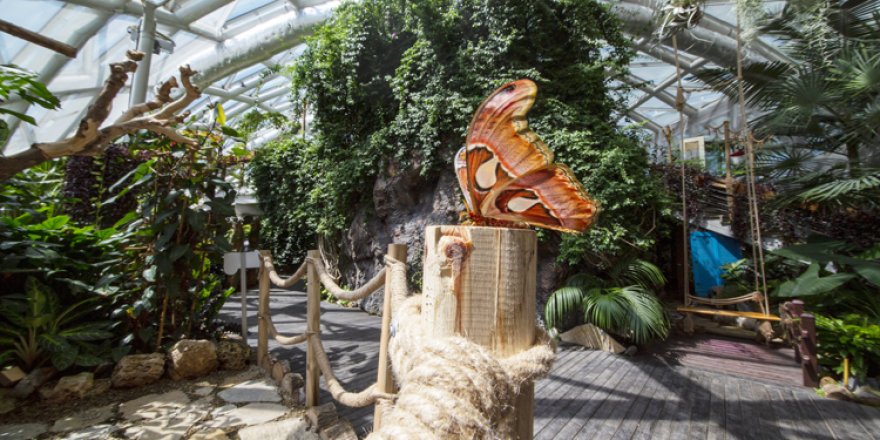 Konya'da dev kelebeğe büyük ilgi