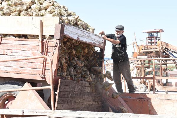 Eskişehir’de şeker fabrikasında bu yıl 140 bin ton şeker üretilecek