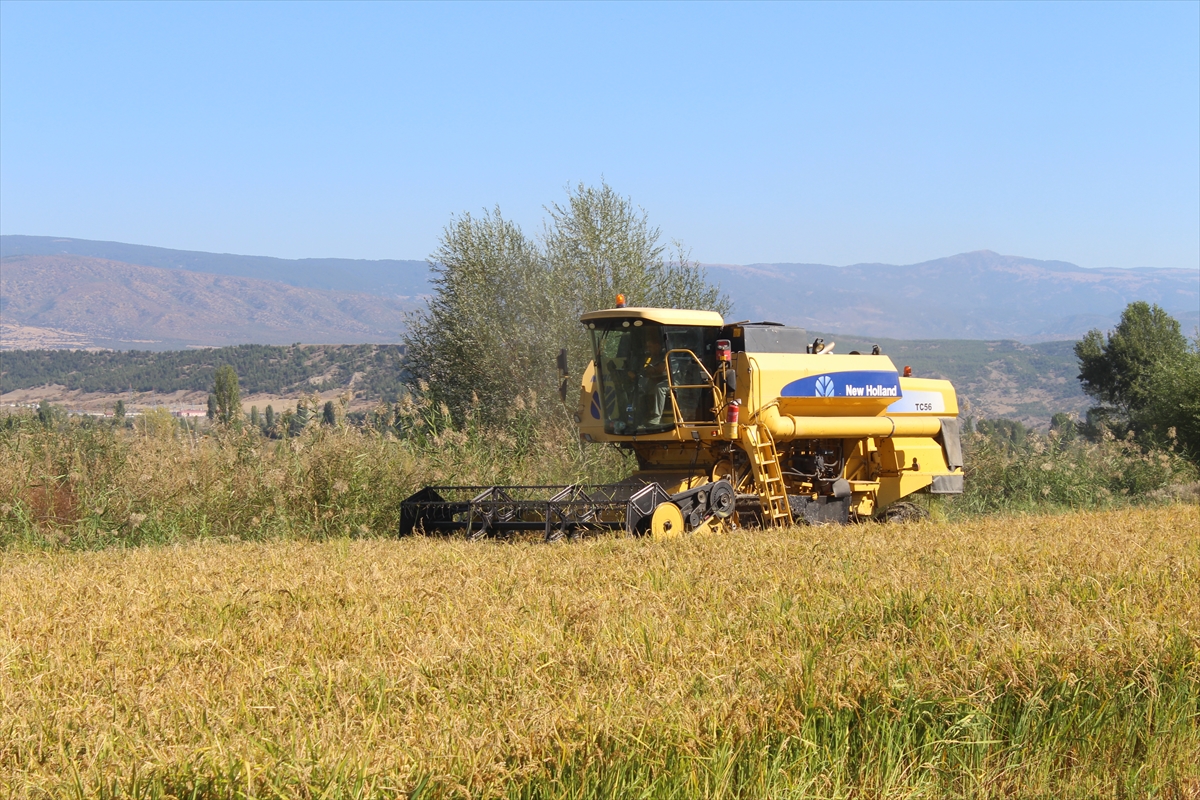 Coğrafi işaretli Tosya pirincinin hasadı başladı