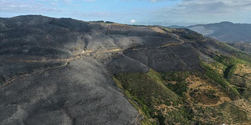 Aydın'da orman yangını