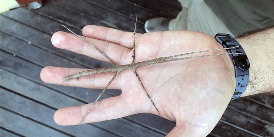 Hayalet böcek 'dal' görenleri şaşırtıyor