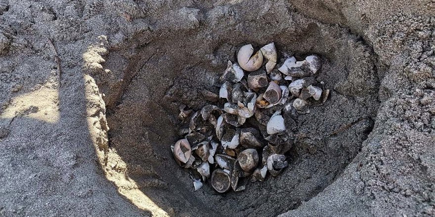 Marmara'da şaşırtan keşif