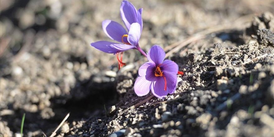 'Mucize bitki' safran çiçek açtı