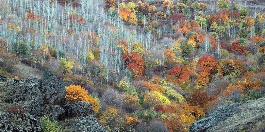 Ağrı dağlarındaki ağaçlarda sonbaharda renk cümbüşü yaşanıyor