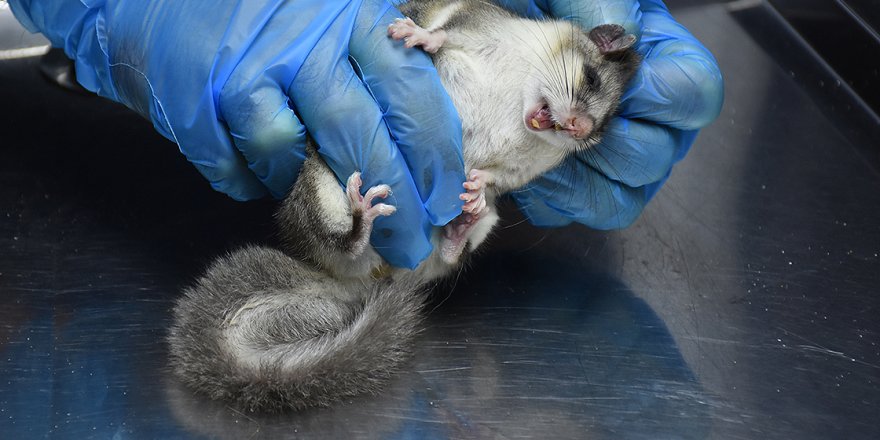 Nesli tehlike altındaki ağaç yediuyuru Bartın'da görüldü