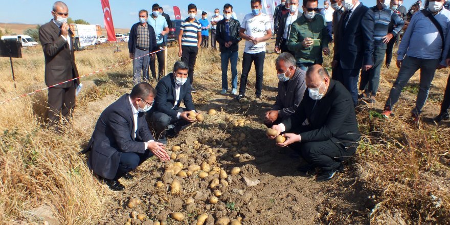 Yozgat'ta 8 çeşit yerli patatesin hasadı yapıldı
