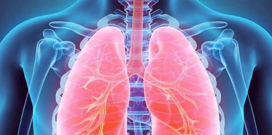 Akciğerin özelliklerini taklit eden organoidler geliştirildi