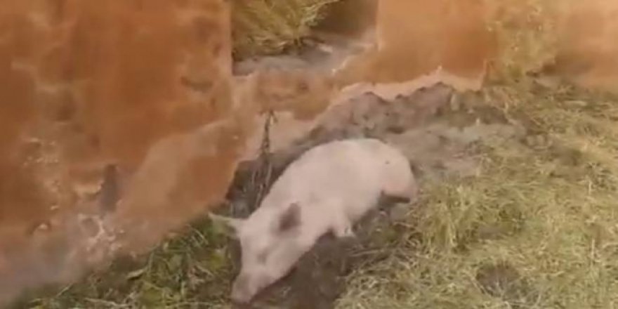 Ermenilerin işgal altında tuttukları köyün camisinde domuz besledikleri ortaya çıktı