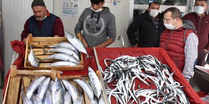 Palamudun tanesi 60 liraya yükseldi