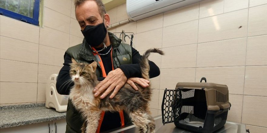 Enkazdan çıkarılan kedilerden birini Haluk Levent sahiplendi