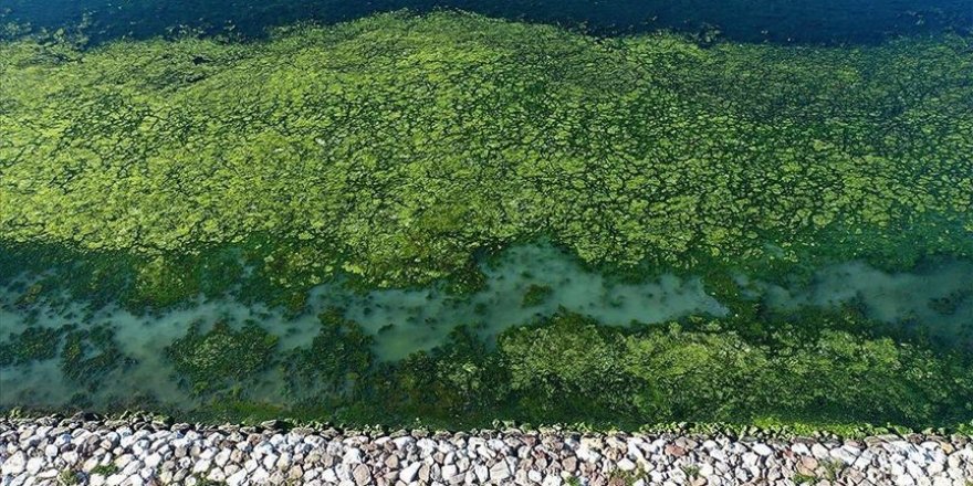 'Deniz marulları' İzmir Körfezi'ni yeşile bürüdü