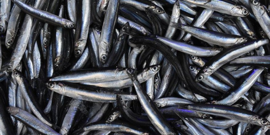 Karadeniz'de tezgahlarda hamsi bolluğu