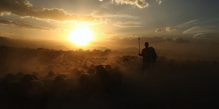Büyükbaş ve küçükbaş hayvanların kayıt altına alınma süresi uzatıldı