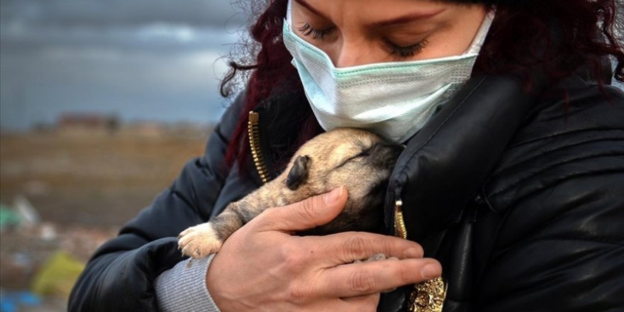 9 yavru köpek yakılarak telef edildi