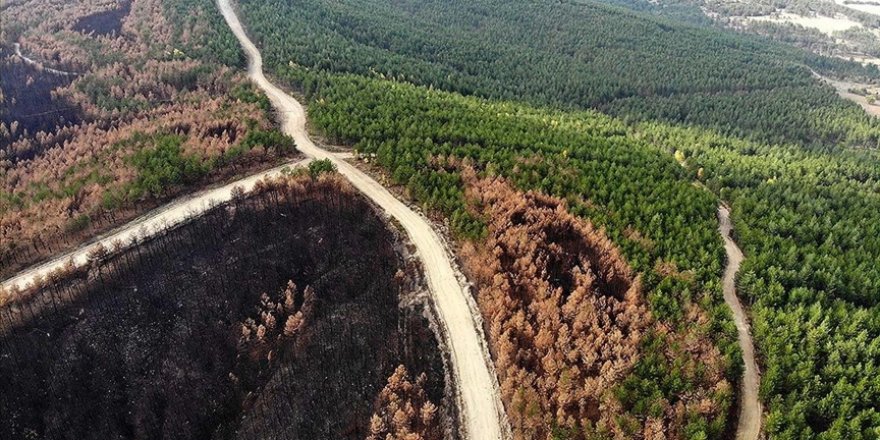 Kastamonu'da yaklaşık bin hektar ormanın yandığı bölge eski haline getirilecek