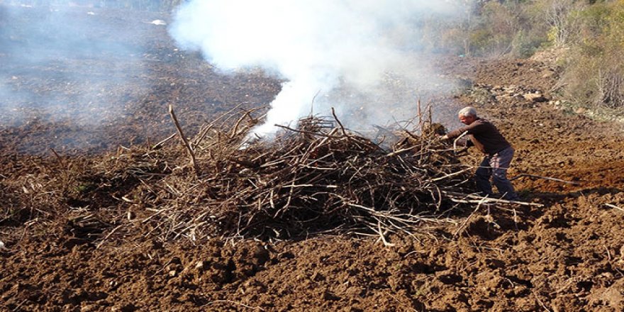 Drakula böcekleri fındık ağaçlarına girdi