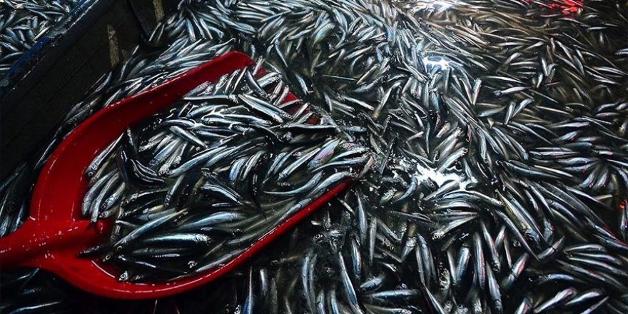 Hamsi bereketi balıkçının yüzünü güldürdü