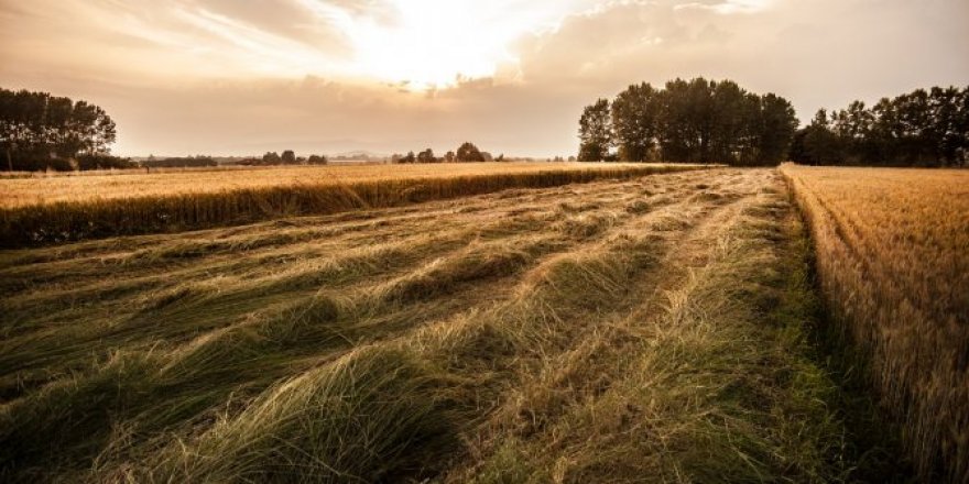 Hazine arazisi milyonluk fiyata satılıyor