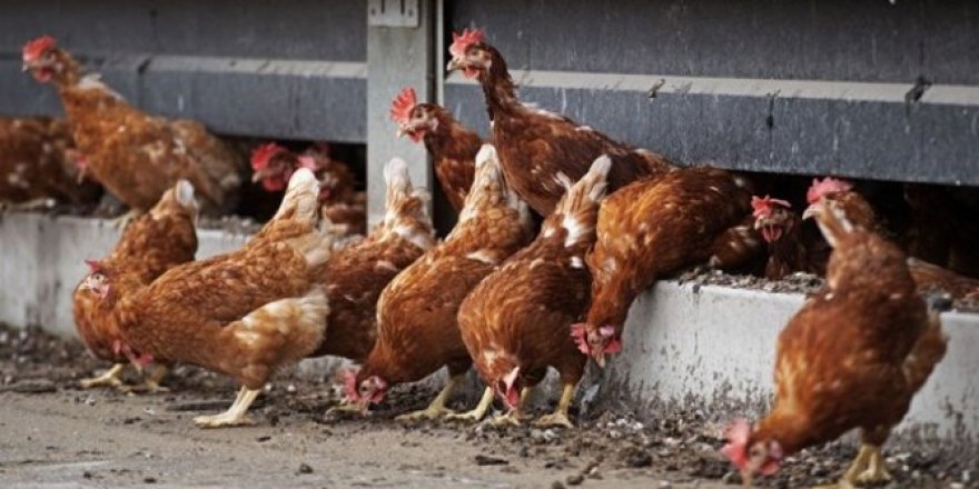 36.146 adet tavuk satılığa çıkarıldı