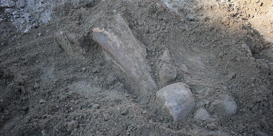 Mamutlara ait fosiller bulundu